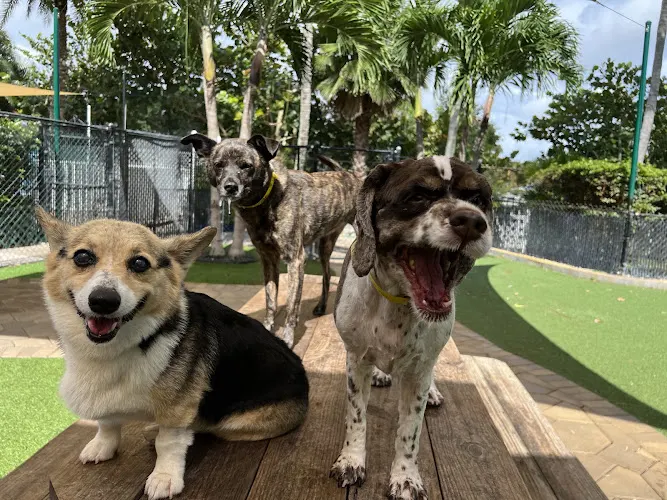 The Barkers Hotel & Purrington Inn Pet Resort & Spa - Image 1