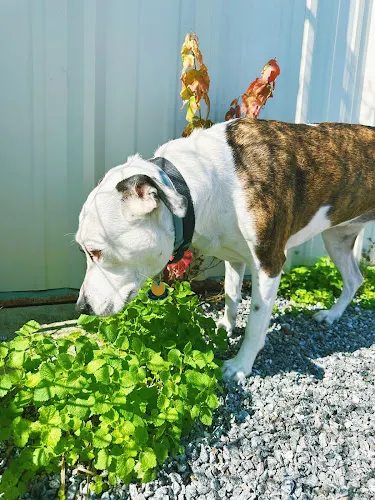 Paula's Pet Paradise Resort - Image 1