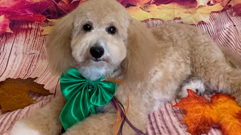 Elite Pet Spa LLC - Image 1