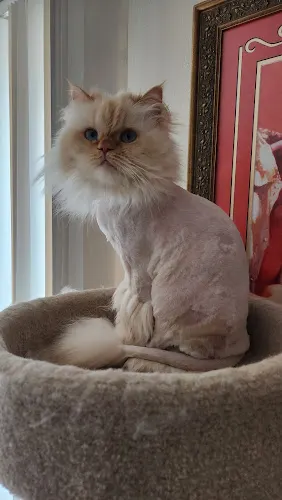 The Groomage - Image 1