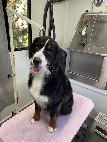 Country Dog Mobile Grooming - Image 1