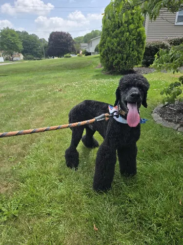 Enchanted Tails Pet Grooming LLC - Image 1