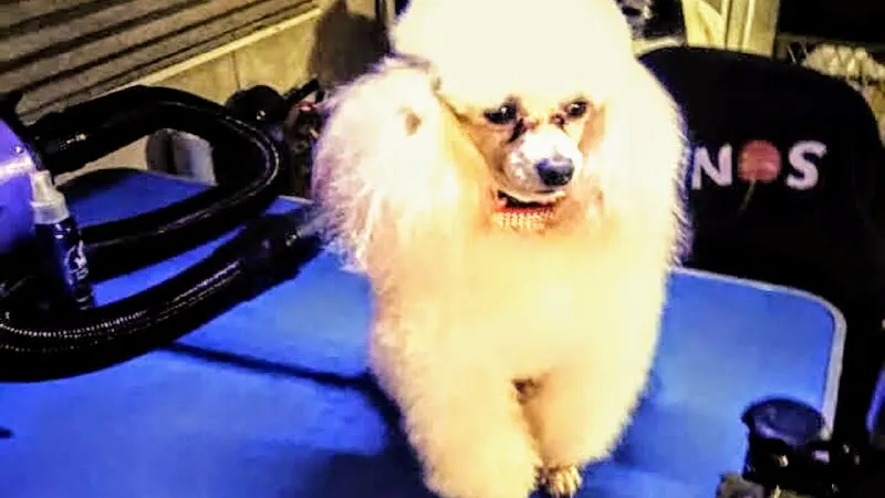 Debbie's AKC poodle cutties and certified dog and cat grooming in Crosby, TX