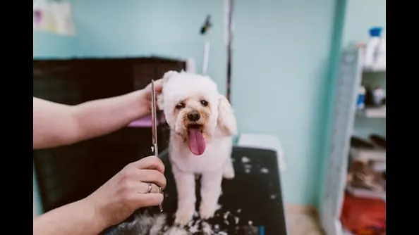 Texas Best Mobile Pet Grooming - Image 1