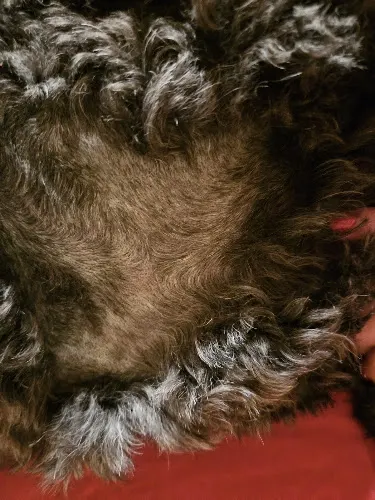 Natalia's Pet Beauty Salon, Mobile Pet Grooming - Image 1