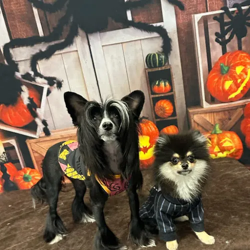 Square Dog Grooming Company in Oviedo, FL