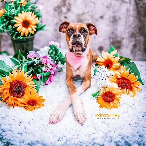 PAWsitive Grooming Salon & Spa LLC in Poinciana, FL