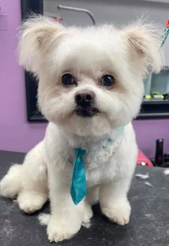 Get your Groom on Mobile grooming - Image 1