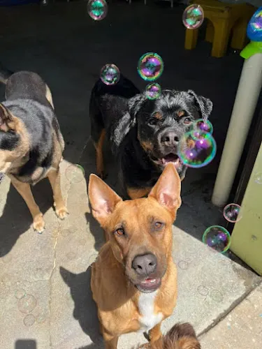 Four Paws Day Care - Image 1