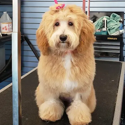 North Beach Pampered Pets - Image 1