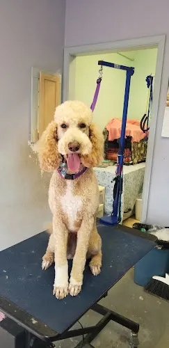 Pet Sit & Style Dog & Cat Grooming & Pet Boarding - Image 1