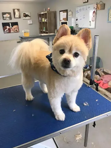 Pampered Paws Salon LLC - Image 1