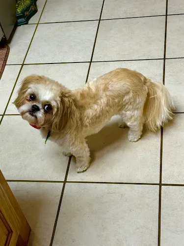 Shaggy Dog Spa & Grooming | Dog Groomer, Athens, Texas - Image 1
