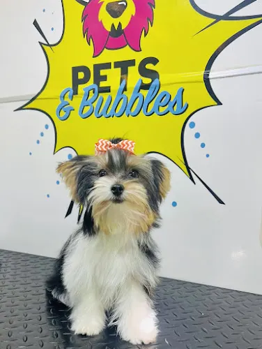 Pets N Bubbles Mobile Grooming - Image 1