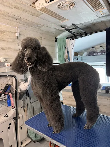 Paws & Tailz Mobile Pet Grooming - Image 1