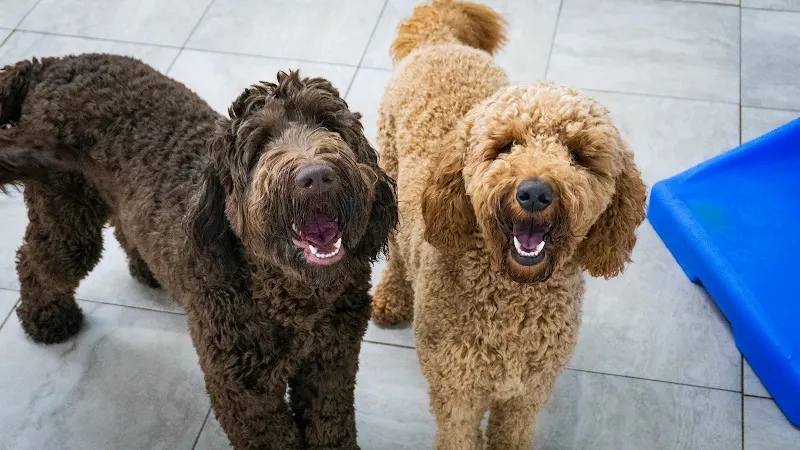 Hounds Town - Houston - Woodlands - Image 1
