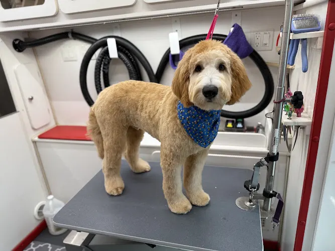 Kenzie's Mobile Pet Grooming - Image 1