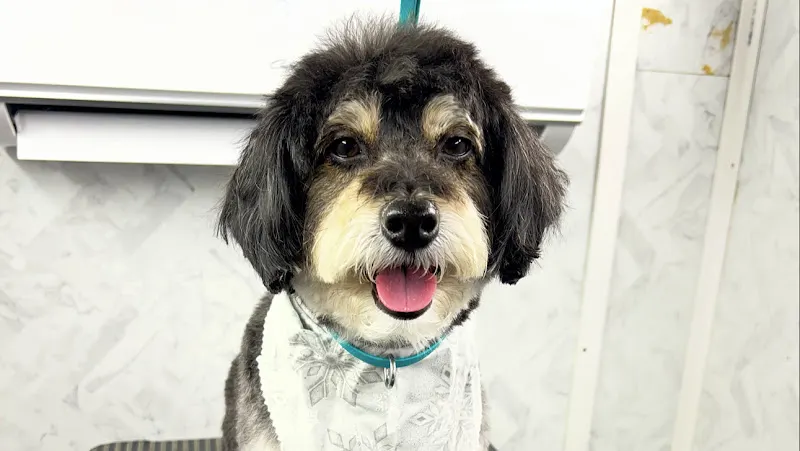 Kathies Mobile Grooming Spa LLC - Image 1
