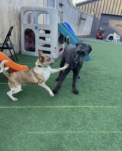 Dog Star Canine - Image 1