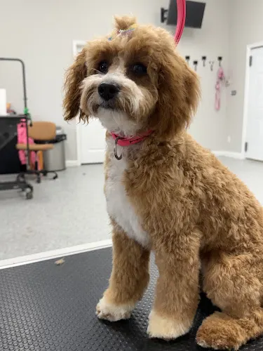 Jerri's Dog Grooming in Newburgh, IN