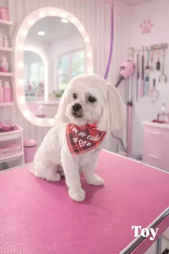 The Groomiez Mobile Dog Grooming - Image 1