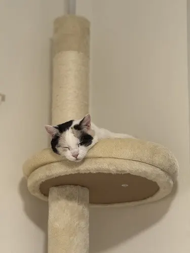 Paws & Claws in Woodland Hills, CA
