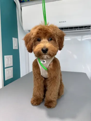 Salty Scissors Mobile Dog Grooming - Image 1