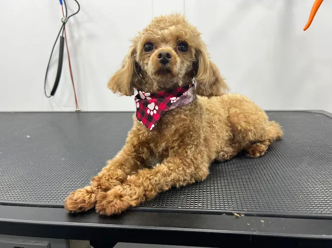 Poochouse pet grooming - Image 1