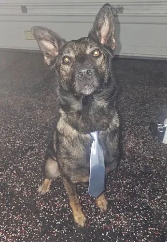 Happy Paws Dog Services LLC in Albuquerque, NM