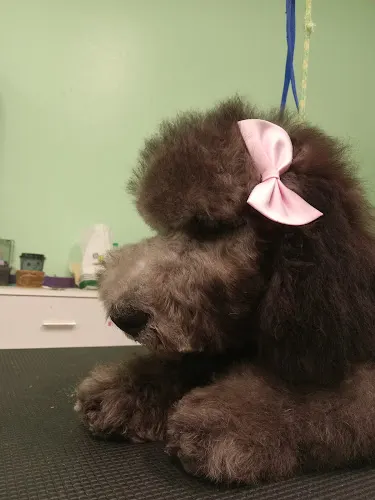 Marilyn's Pet Grooming - Image 1