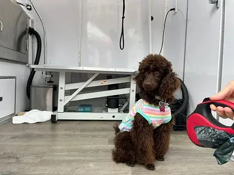 Fur Fighters Mobile Grooming - Image 1