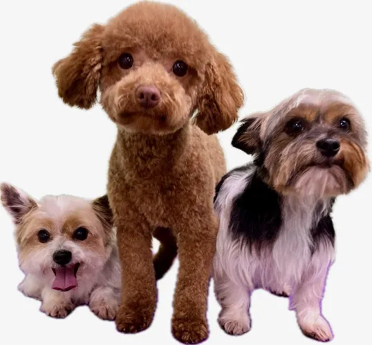 Practical Pet Grooming - Image 1