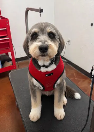 Roxy’s Retreat Dog Grooming in Keller, TX