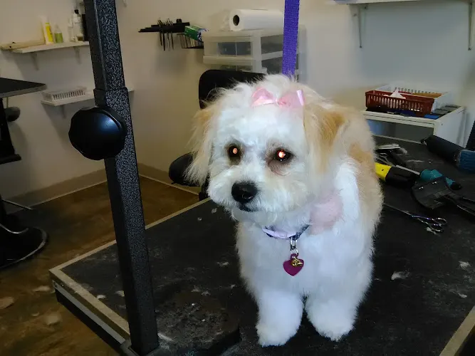 Alpine Pet Grooming - Image 1