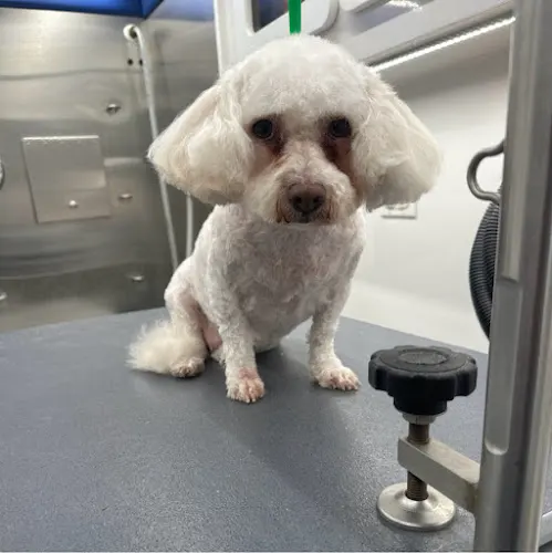 Furry Land San Antonio Mobile Pet Groomer - Image 1