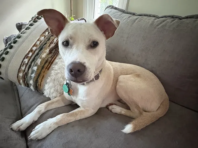 Scenthound Tosa - Image 1
