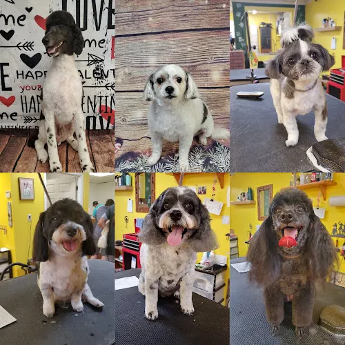 Nails to Tails Mobile Grooming LLC - Image 1