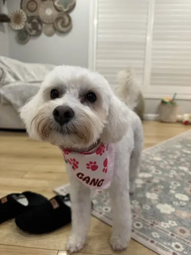 Woof Gang Bakery & Grooming Belmont Shore - Image 1