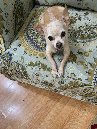 Ann's Pet Retreat - Image 1