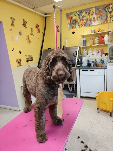 Katrina the Groomer - Image 1