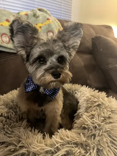 Yankee Pet in Bristol, CT