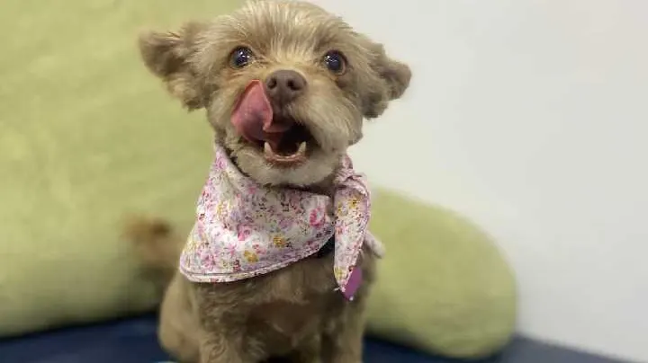 Happy Happy Pet Mobile Spa - Image 1