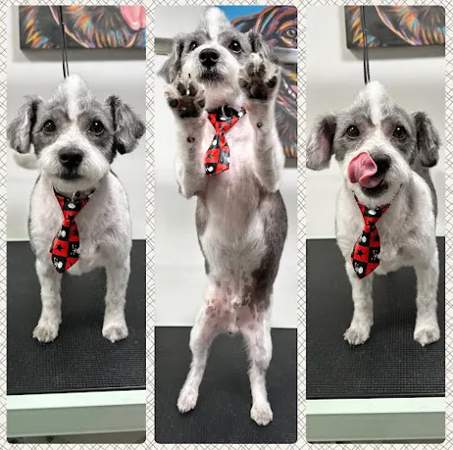 Pupventure Mobile Grooming - Image 1
