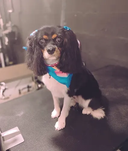 Posh Paws Grooming - Image 1