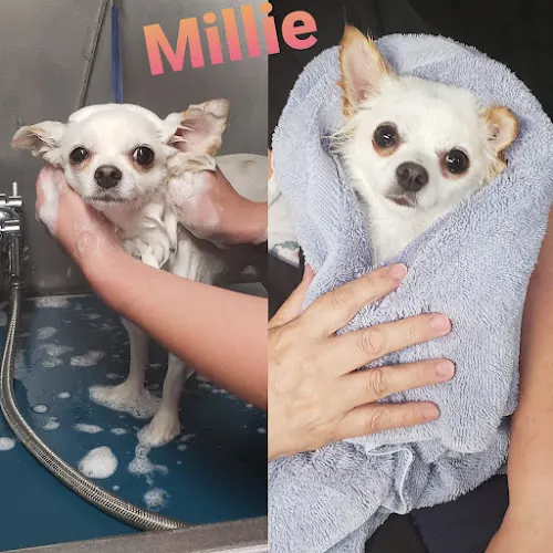 Royal Pets Mobile Grooming Salon and Spa - Image 1