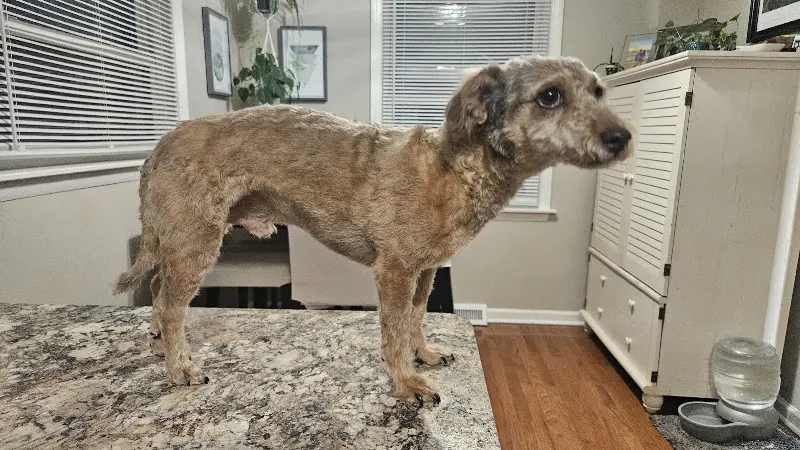 Amanda's Pawsitive Grooming - Image 1