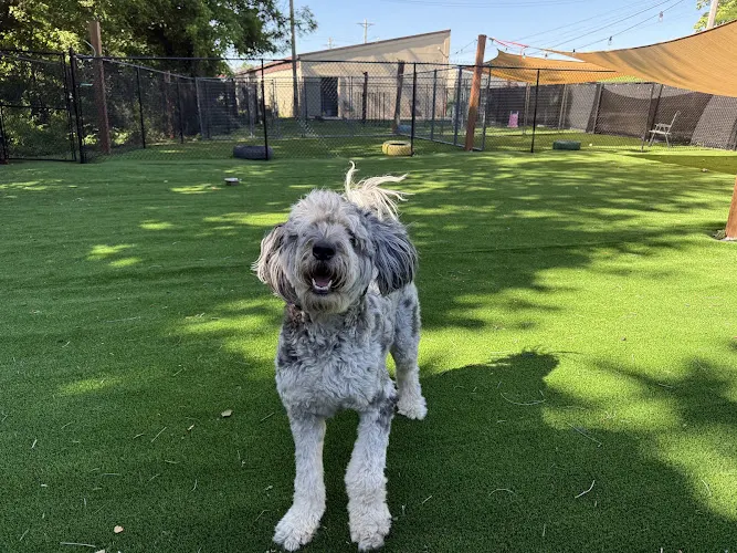 All 4 Paws Hotel & Spa - Image 1