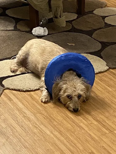 South Orange County Animal Hospital in Lake Forest, CA