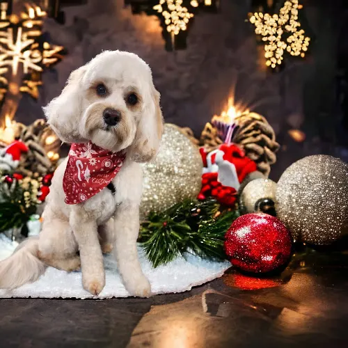Minton's Mobile Dog Grooming - Image 1