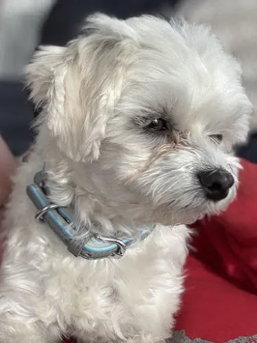 Fluffy Puppies of Pinellas Inc. in Largo, FL